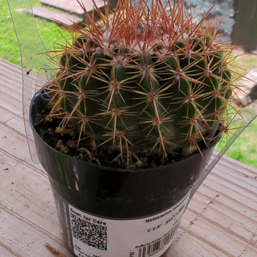 Photo of the plant species Notocactus roseoluteus by @HaleBopp named McKinley on Greg, the plant care app