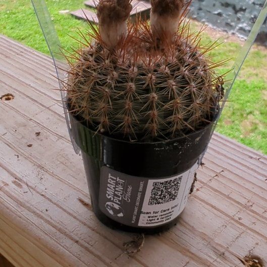 Photo of the plant species Schwarz's Barrel Cactus by @HaleBopp named Lebron on Greg, the plant care app