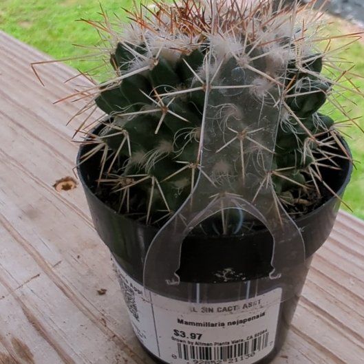 Photo of the plant species Silver Arrows Cactus by @HaleBopp named Sage on Greg, the plant care app