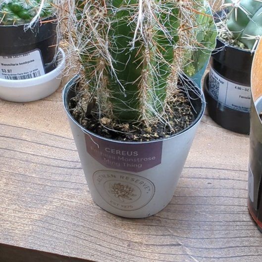 Photo of the plant species Ming Thing Cactus by @HaleBopp named Duke on Greg, the plant care app