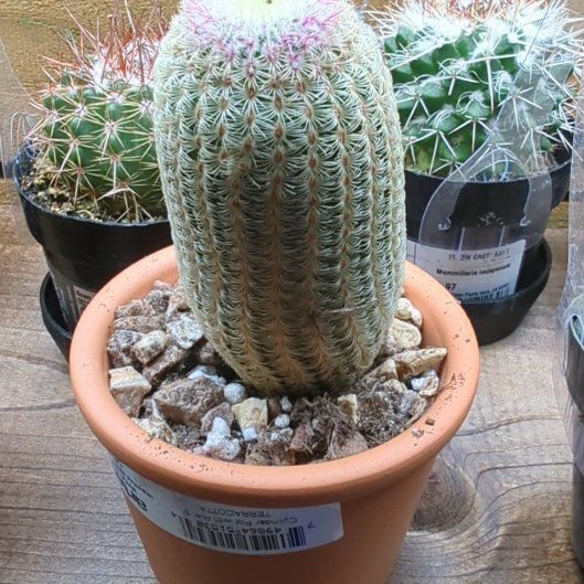 Photo of the plant species Echinocereus rigidissimus var. rubrispinus by @HaleBopp named Leonardo on Greg, the plant care app