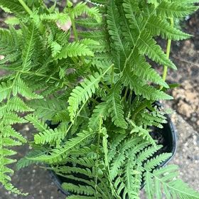 Photo of the plant species Australian Brake by @ZarfCarrot52 named Willow on Greg, the plant care app