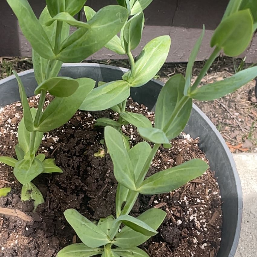 Photo of the plant species Showy Prairie Gentian by @RadSweetmint61 named LiloStitch on Greg, the plant care app