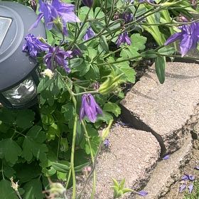 Photo of the plant species European Columbine by @RadSweetmint61 named Athena on Greg, the plant care app