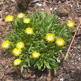 Photo of the plant species Treasureflower by @RadSweetmint61 named Fernie Mercury on Greg, the plant care app