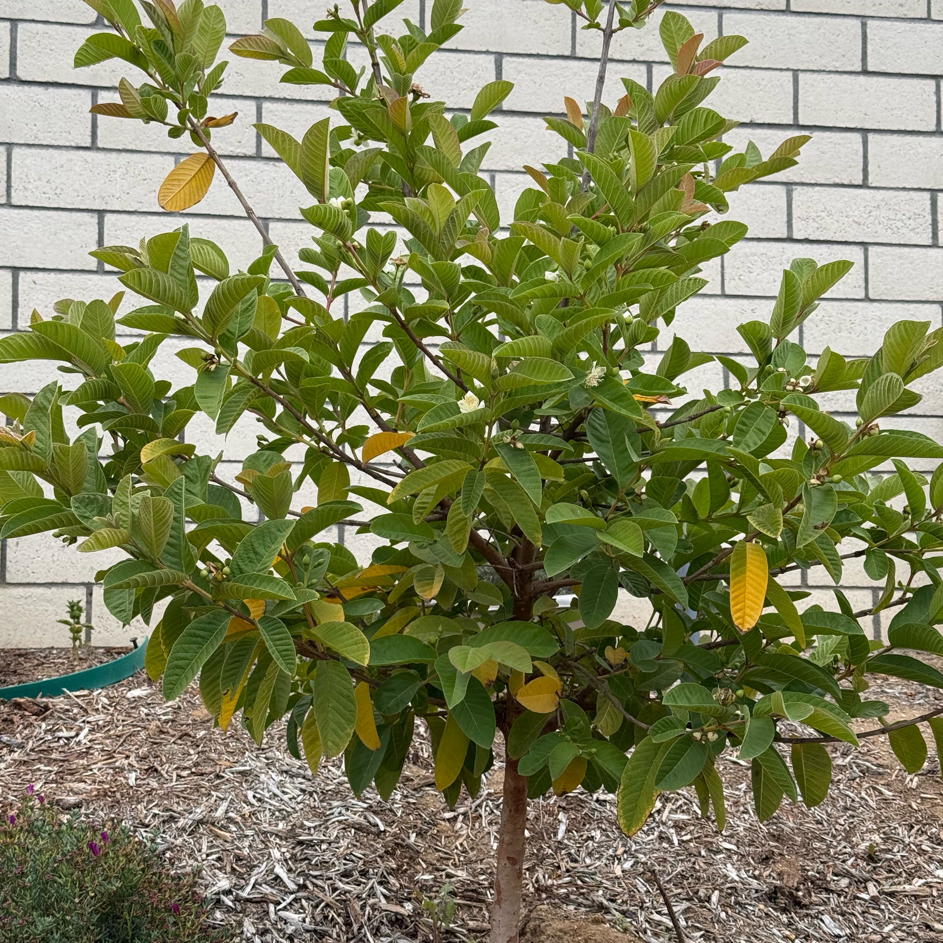 Photo of the plant species Guava Tree by @SageAchiote68 named Mochi on Greg, the plant care app