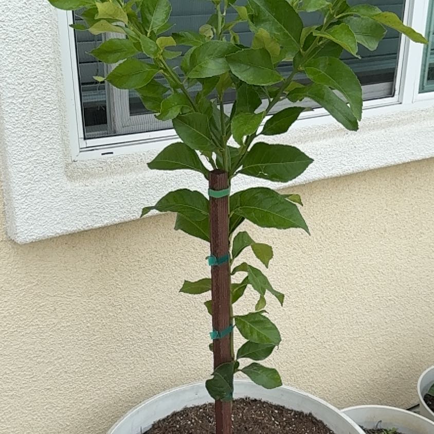 Photo of the plant species Eureka Lemon by @SageAchiote68 named Austen on Greg, the plant care app