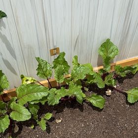 Photo of the plant species Common Beet by @SageAchiote68 named Drake on Greg, the plant care app