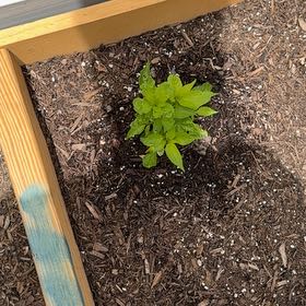 Photo of the plant species Bird's Eye Chili by @SageAchiote68 named Bigleef Smalls on Greg, the plant care app