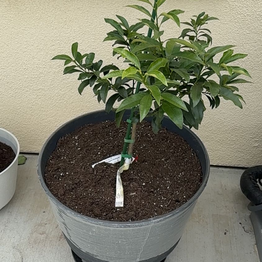 Photo of the plant species Nagami Kumquat by @SageAchiote68 named McKinley on Greg, the plant care app