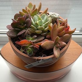 Photo of the plant species Assorted Succulents by @MeekDogrose56 named Tolkien on Greg, the plant care app