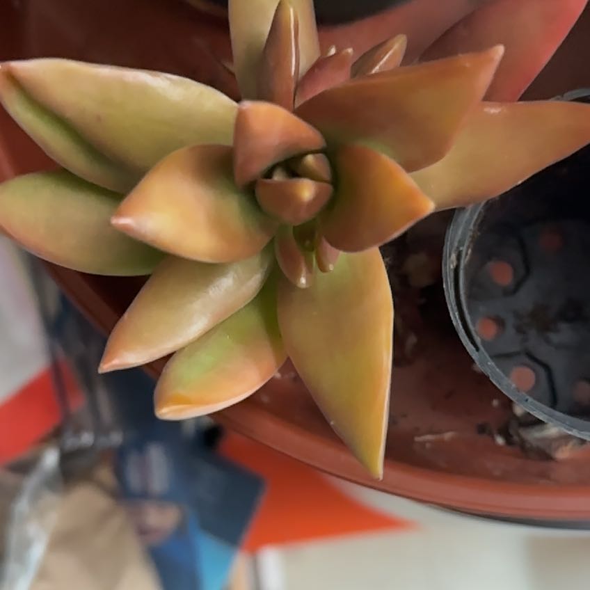 Photo of the plant species Sedum Adolphi Sunset by @MerryDodder64 named Bodhi on Greg, the plant care app