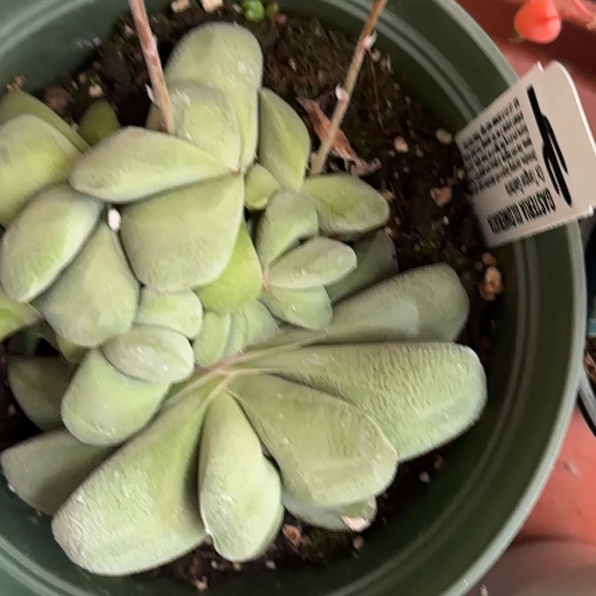 Photo of the plant species Kouga Gasteria by @MerryDodder64 named Tolkien on Greg, the plant care app