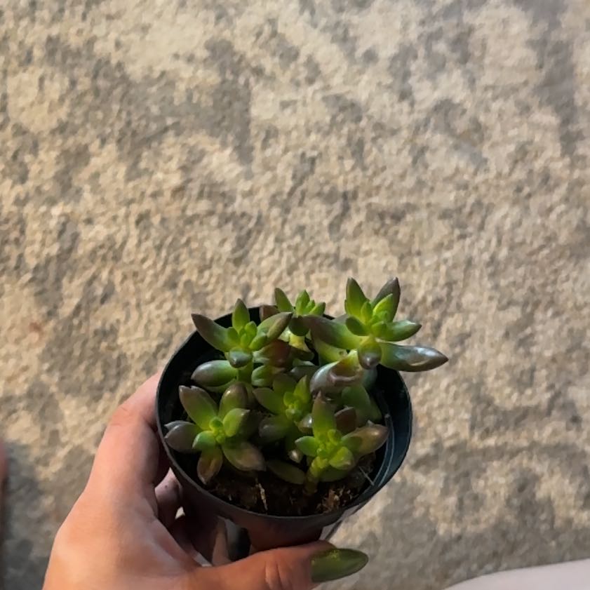 Photo of the plant species Sedeveria 'Jet Beads' by @TrustyWaxvine named Fernie Mercury on Greg, the plant care app