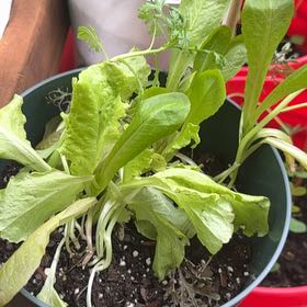 Photo of the plant species Garden Lettuce by @ImpishRedbush82 named Harper on Greg, the plant care app