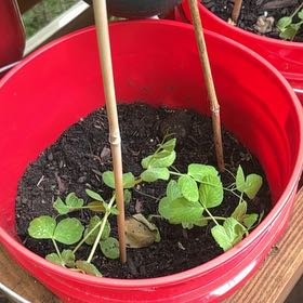 Photo of the plant species Snow Peas by @ImpishRedbush82 named Sigmund on Greg, the plant care app