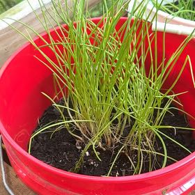 Photo of the plant species Yellow Spanish Onion by @ImpishRedbush82 named Huckleberry Fern on Greg, the plant care app