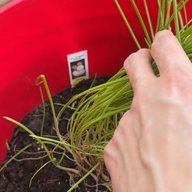 Photo of the plant species White Spanish Onion by @ImpishRedbush82 named Luna on Greg, the plant care app
