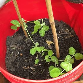 Photo of the plant species Pea by @ImpishRedbush82 named Wall-E on Greg, the plant care app