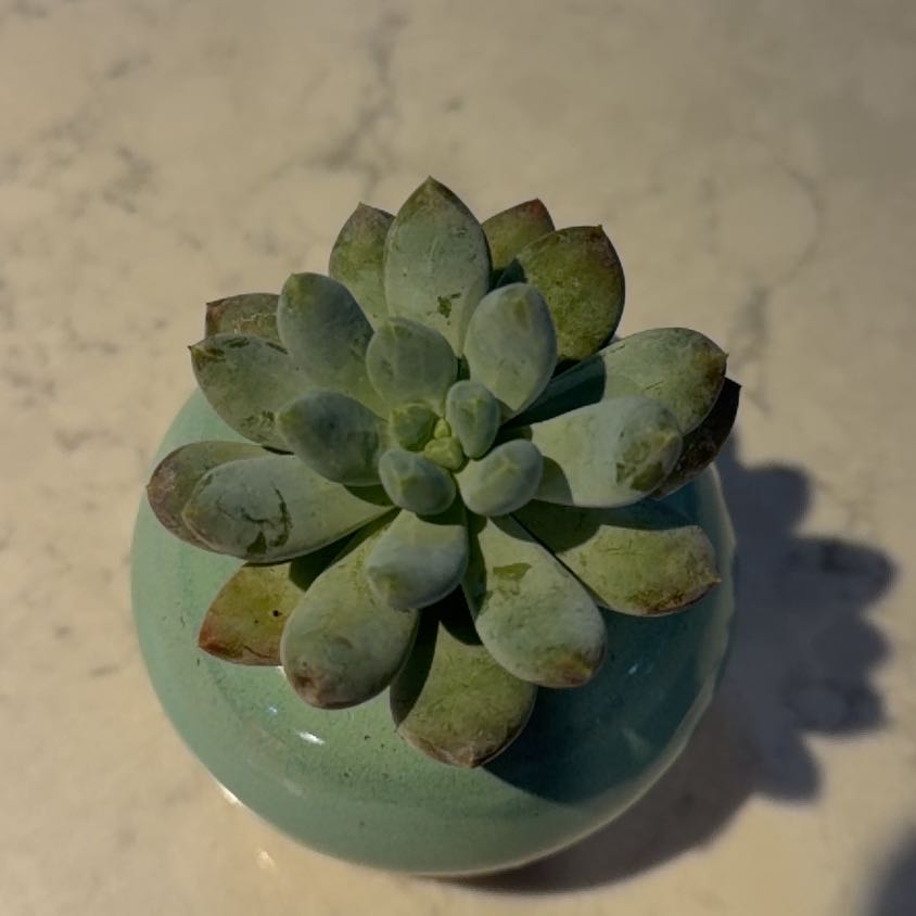 Photo of the plant species Pachyphytum 'Starburst' by @CoolBroom5 named Mando on Greg, the plant care app