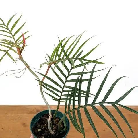 Photo of the plant species Philodendron tortum by @NJADELLD named Fernie Mercury on Greg, the plant care app