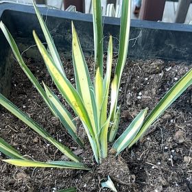 Photo of the plant species Adam's Needle by @FancyBamboopalm named Einstein on Greg, the plant care app