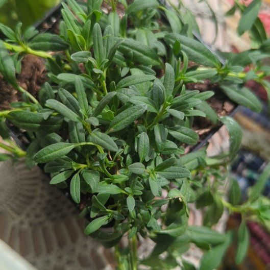 Photo of the plant species Hyssop by @BusyPhalsa67 named Leonardo on Greg, the plant care app