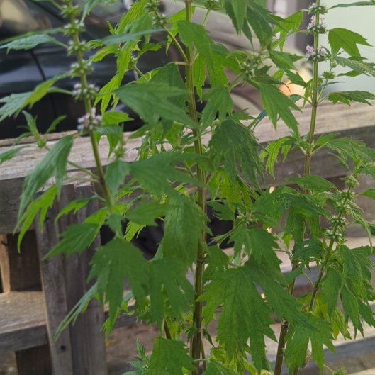 Photo of the plant species Leonurus Cardiaca by @BusyPhalsa67 named Lavender on Greg, the plant care app