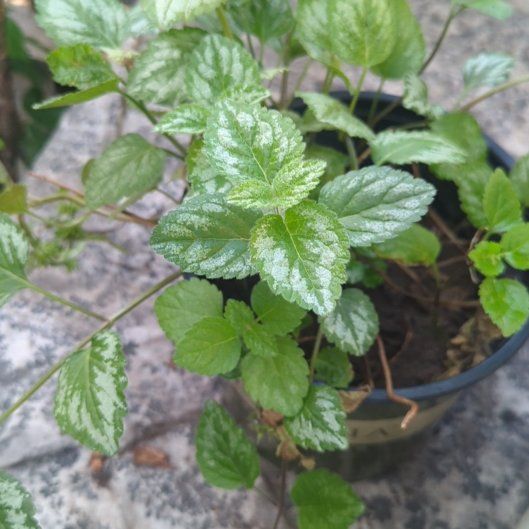 Photo of the plant species Yellow Archangel by @BusyPhalsa67 named Forrest on Greg, the plant care app