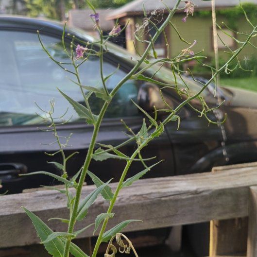 Photo of the plant species Dame's Rocket by @BusyPhalsa67 named Tolkien on Greg, the plant care app
