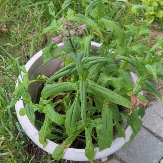 Photo of the plant species Foxglove Beardtongue by @BusyPhalsa67 named Navajo on Greg, the plant care app