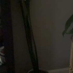 Photo of the plant species Jaboa Sansevieria by @ThoroughTupeia7 named Emerson on Greg, the plant care app