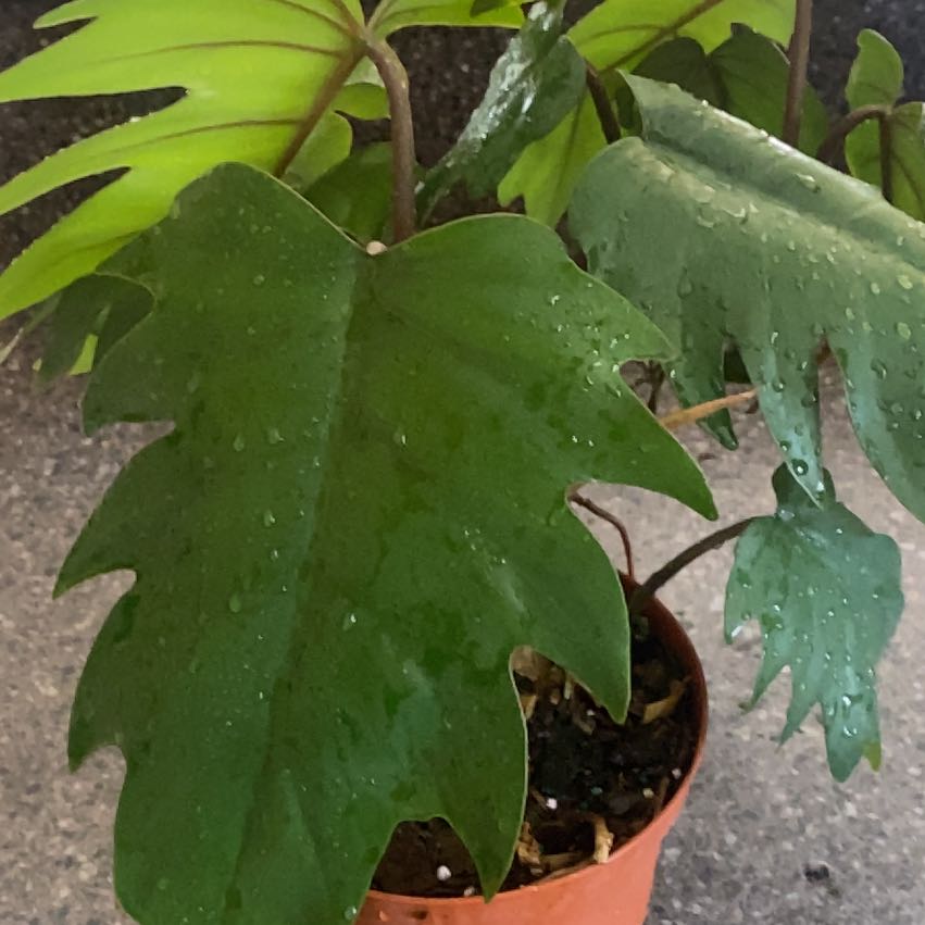 Philodendron mayoi plant with healthy green leaves in a small pot with visible soil.