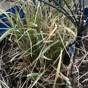 Photo of the plant species Pampas Grass by @SolidlyNeslia2 named Dax on Greg, the plant care app