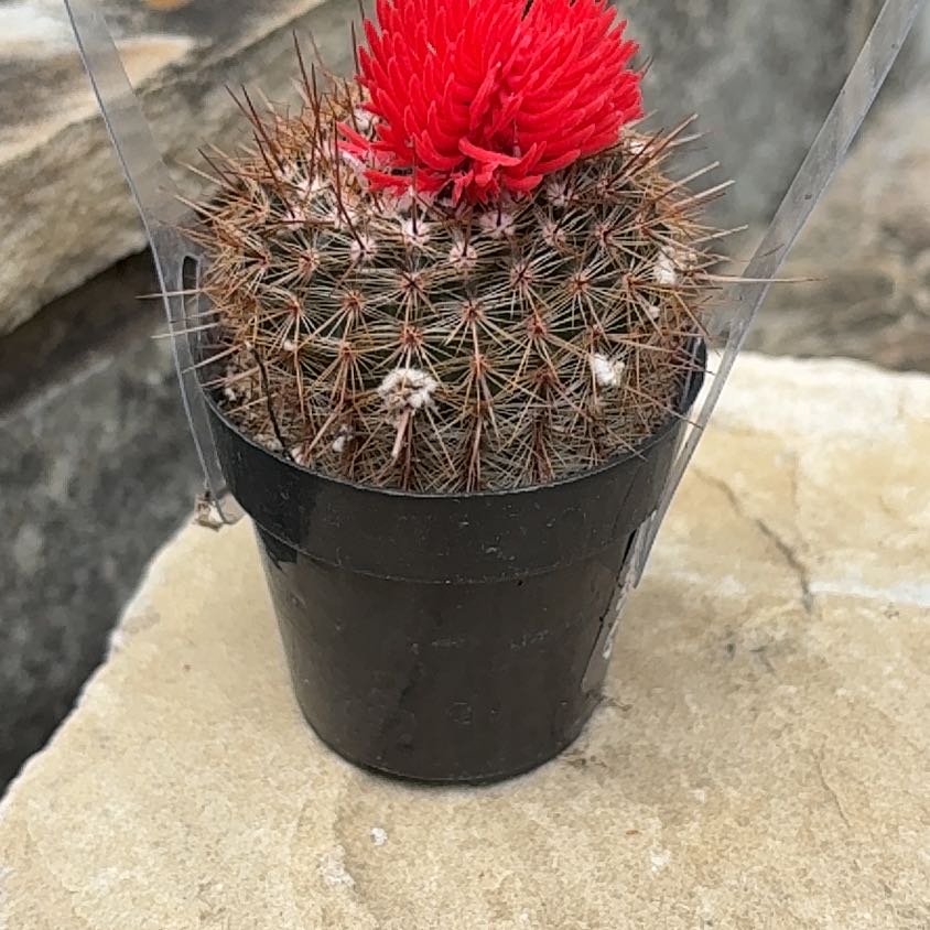 Photo of the plant species Owl's Eye Cactus by @FamedPandan4 named Keanu Leaves on Greg, the plant care app