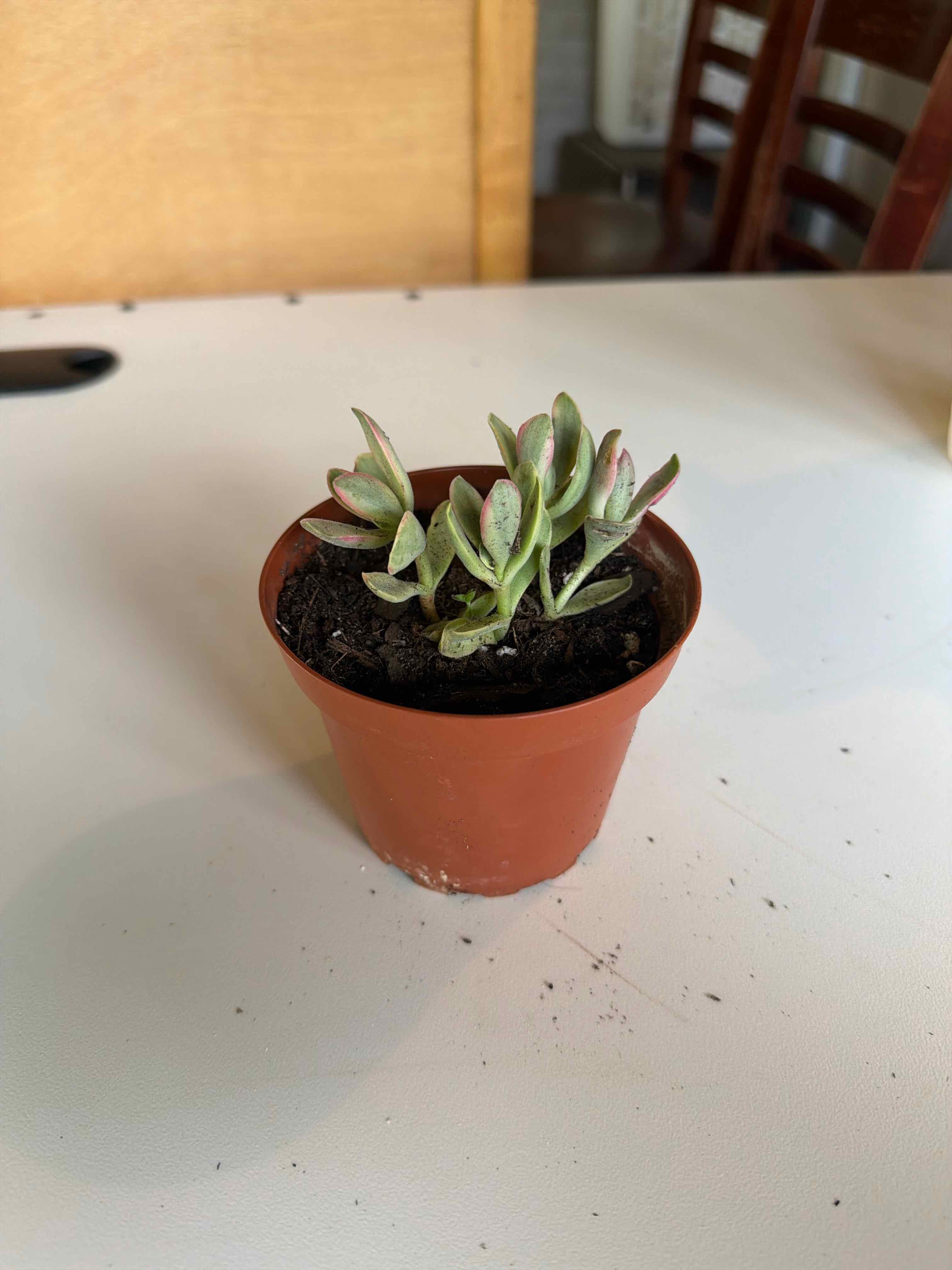 Photo of the plant species Crassula 'Money Maker' by @Direkat named Leaf Erickson on Greg, the plant care app