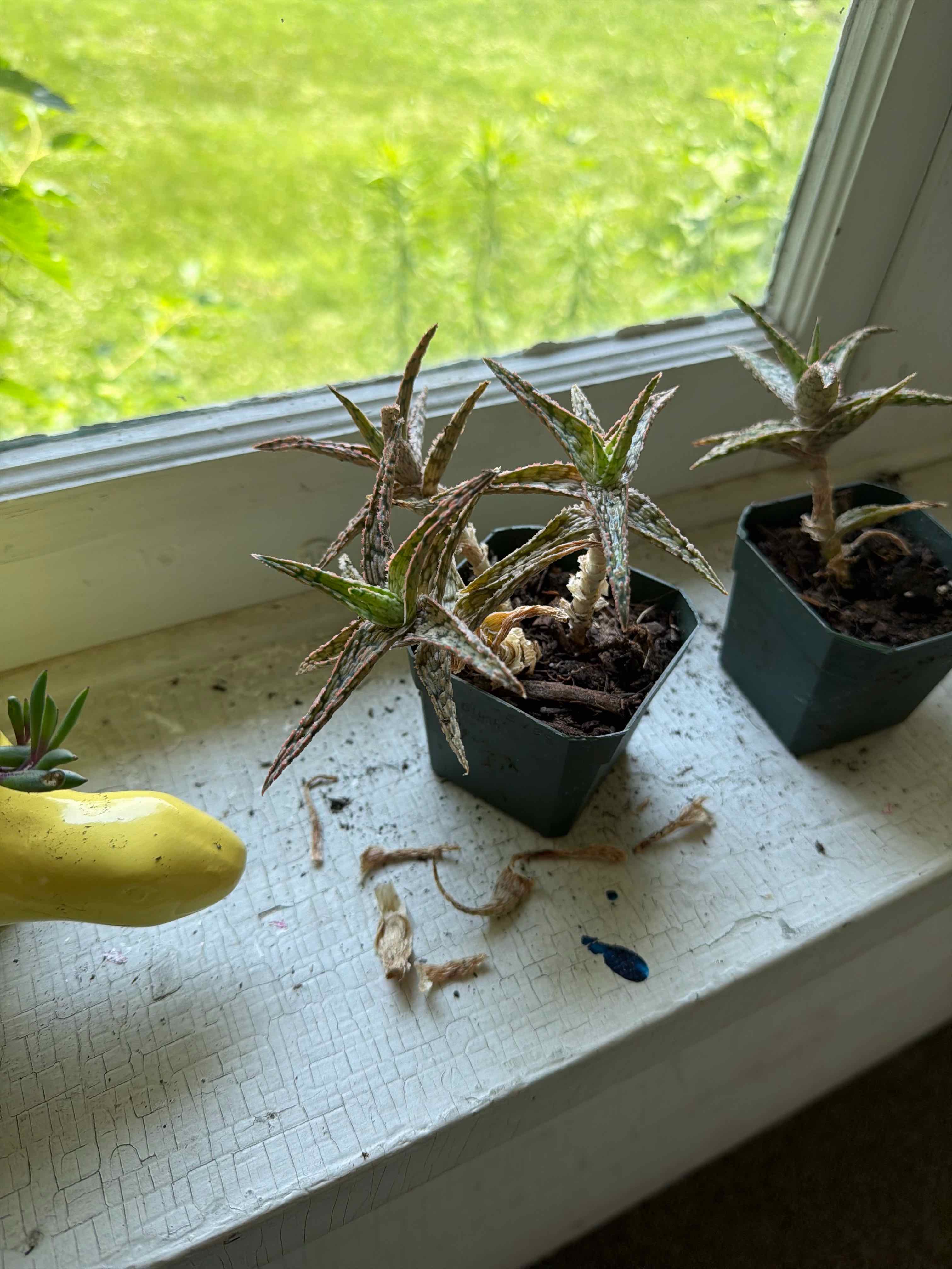Photo of the plant species Pink Blush Aloe by @Direkat named Dugtrio on Greg, the plant care app
