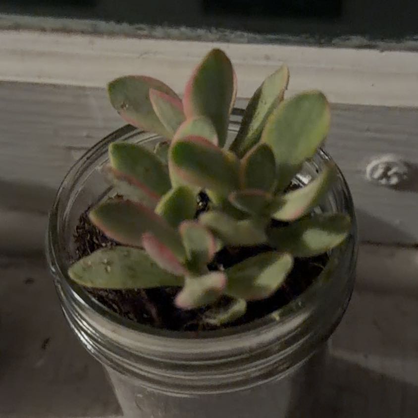 Photo of the plant species Crassula 'Money Maker' by @CalmWildyam99 named Leaf Erickson on Greg, the plant care app