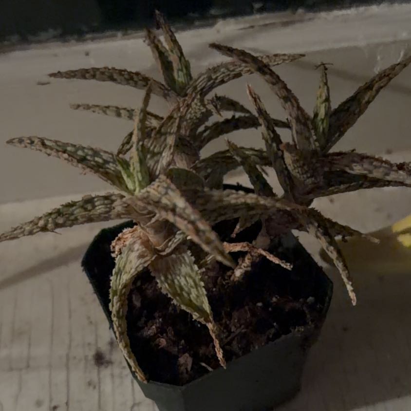 Photo of the plant species Pink Blush Aloe by @CalmWildyam99 named McKinley on Greg, the plant care app