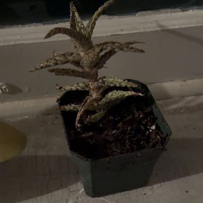 Photo of the plant species Pink Blush Aloe by @CalmWildyam99 named Harper on Greg, the plant care app