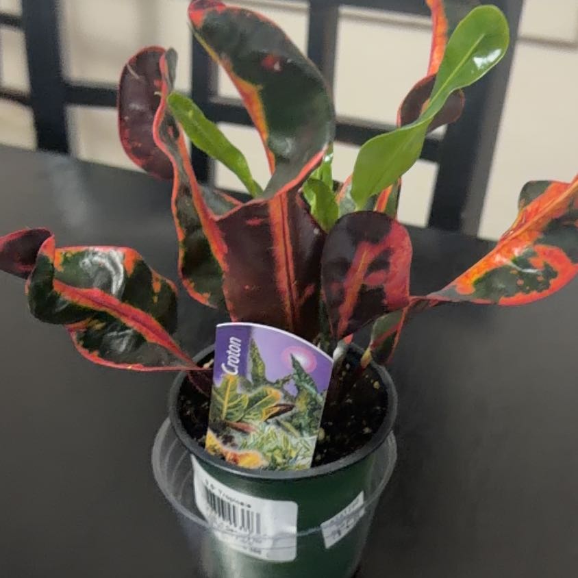 Photo of the plant species Mammy Croton by @Direkat named Pyra on Greg, the plant care app