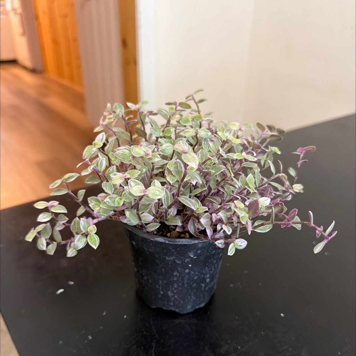 Photo of the plant species Callisia Pink Panther by @Direkat named Pongo on Greg, the plant care app