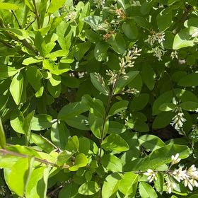 Photo of the plant species Morrow's Honeysuckle by @PiousFallugia53 named Delilah on Greg, the plant care app