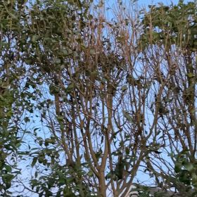 Photo of the plant species Japanese Privet by @YeahBilberry45 named Delilah on Greg, the plant care app