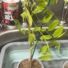 Photo of the plant species American Wisteria by @KeyRedpine10 named Xiaomao on Greg, the plant care app