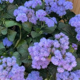 Photo of the plant species Blue Mistflower by @FunRedlog94 named Lebron on Greg, the plant care app