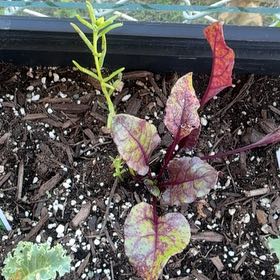 Photo of the plant species Common Beet by @FunRedlog94 named Rihanna on Greg, the plant care app