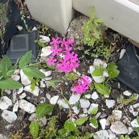 Photo of the plant species Drummond's Phlox by @FunRedlog94 named Denali on Greg, the plant care app