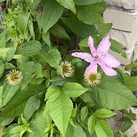 Photo of the plant species Italian Leather Flower by @FunRedlog94 named Gregarious on Greg, the plant care app