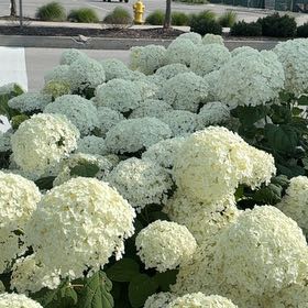 Photo of the plant species Ashy Hydrangea by @FunRedlog94 named Naomi on Greg, the plant care app